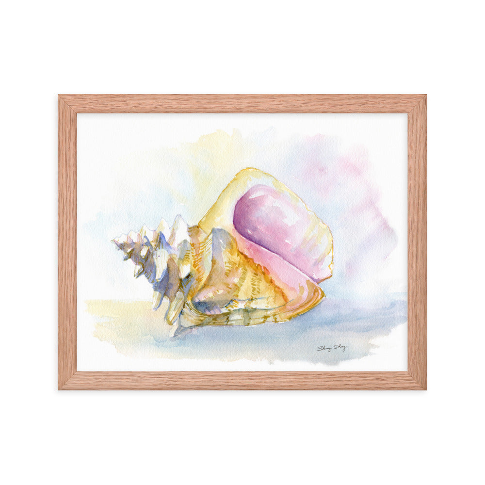 Conch Shell Framed Watercolor Print - Queen Conch