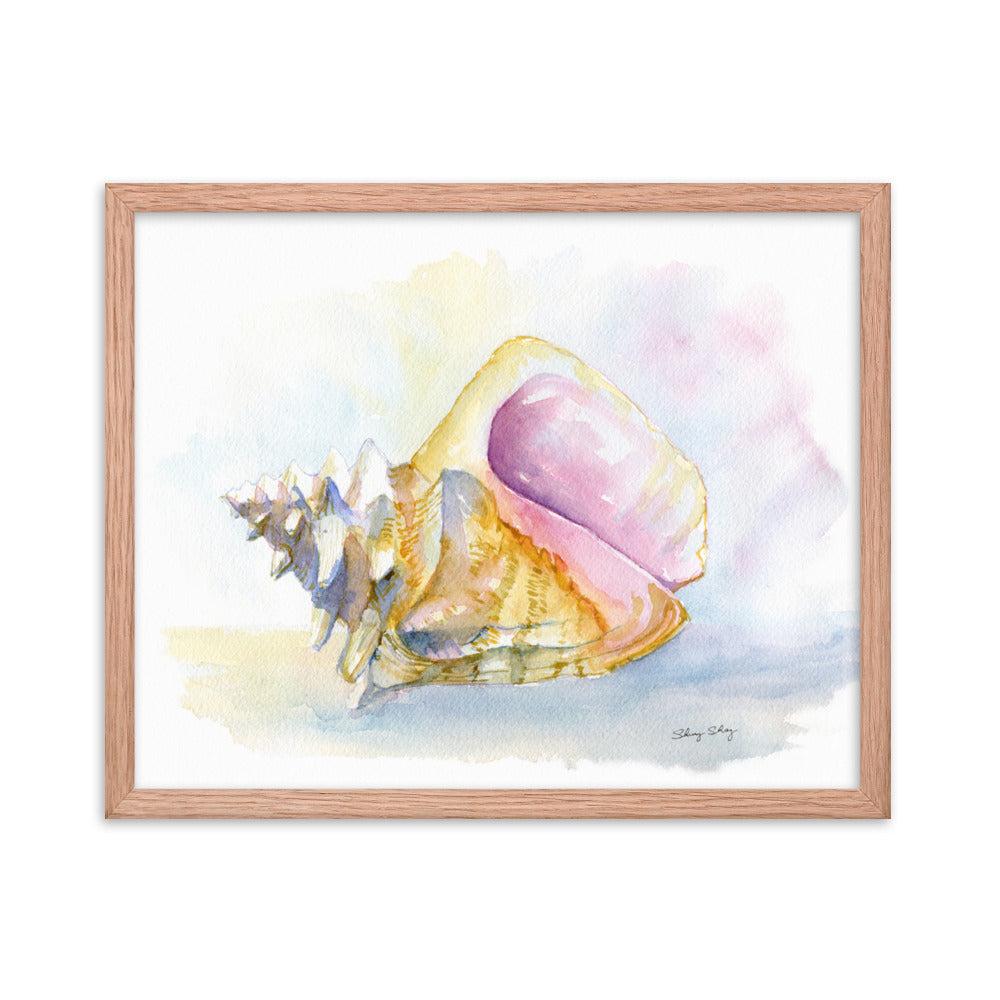 Conch Shell Framed Watercolor Print - Queen Conch