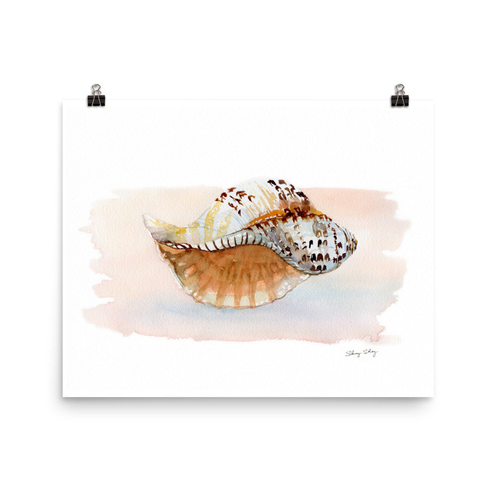 Seashell Wall Art, Triton conch Shell Watercolor Painting