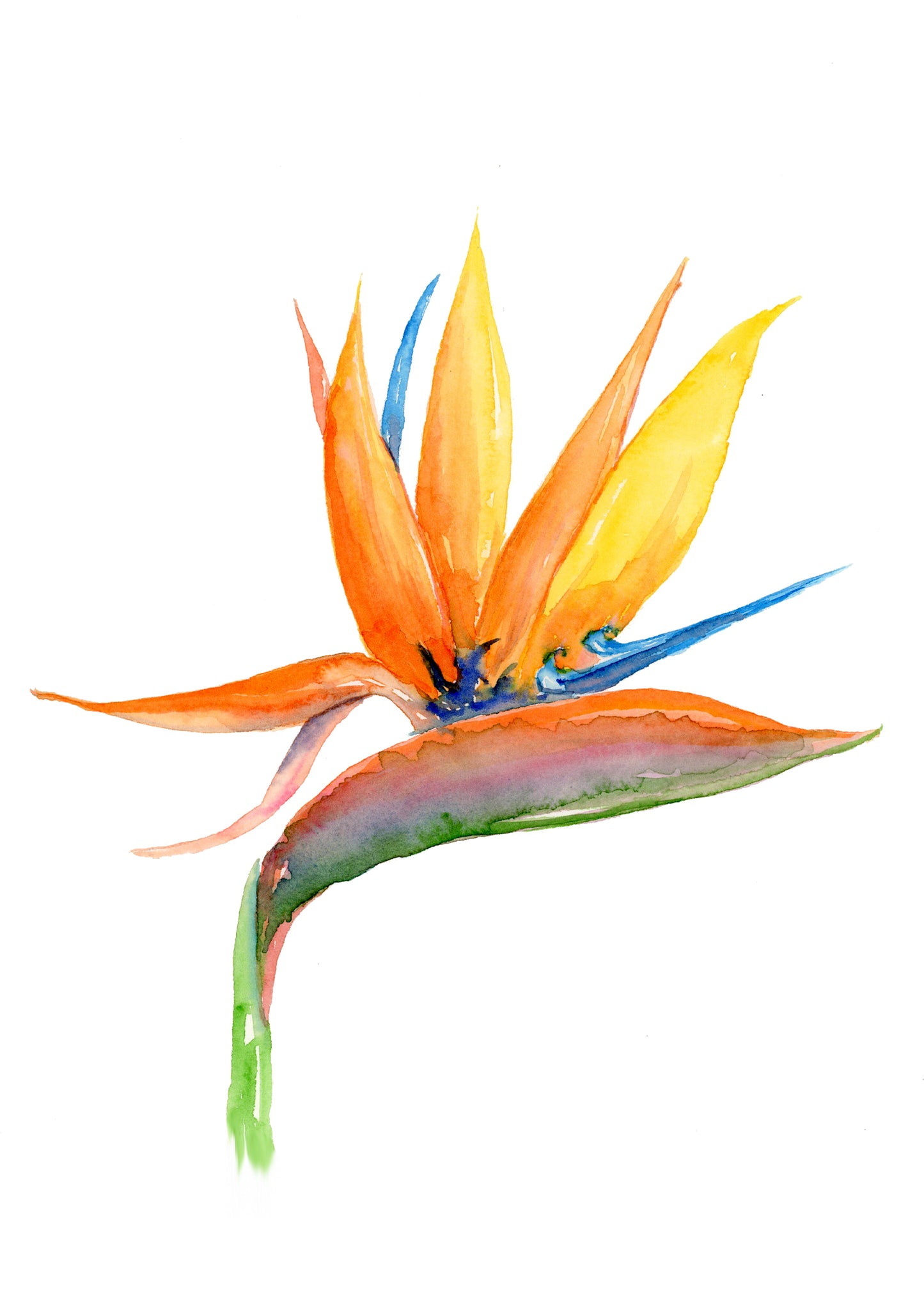 Bird of Paradise WHITE FRAME - Flamingo Shores - Original Art for Home Decor and Gifts
