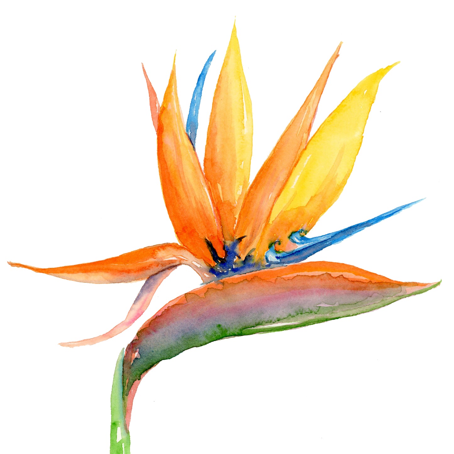 Tropical Flower Bird of Paradise Watercolor Print on Wood Block - Flamingo Shores - Original Art for Home Decor and Gifts