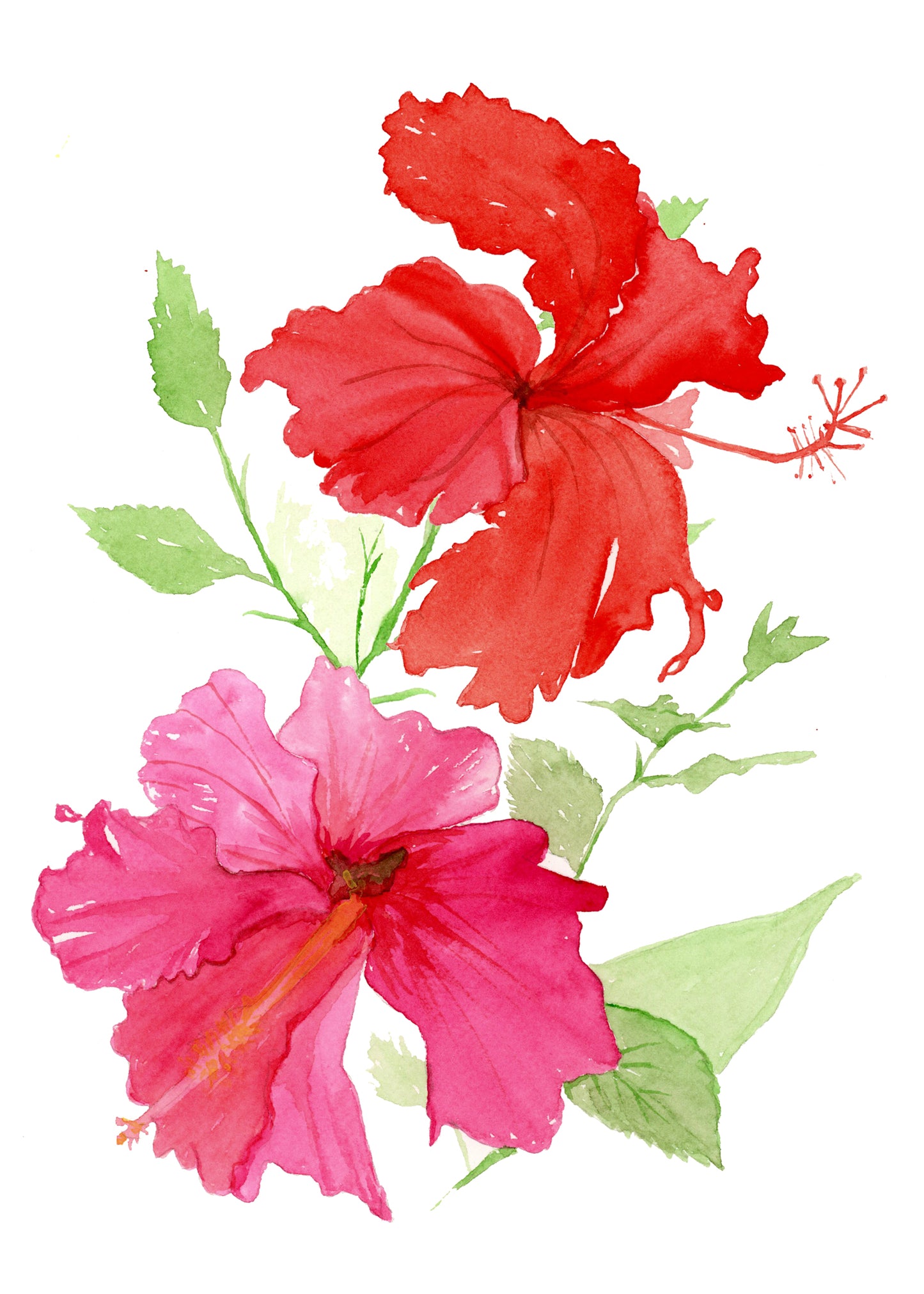 Hibiscus Tropical Flower WHITE FRAME - Flamingo Shores - Original Art for Home Decor and Gifts