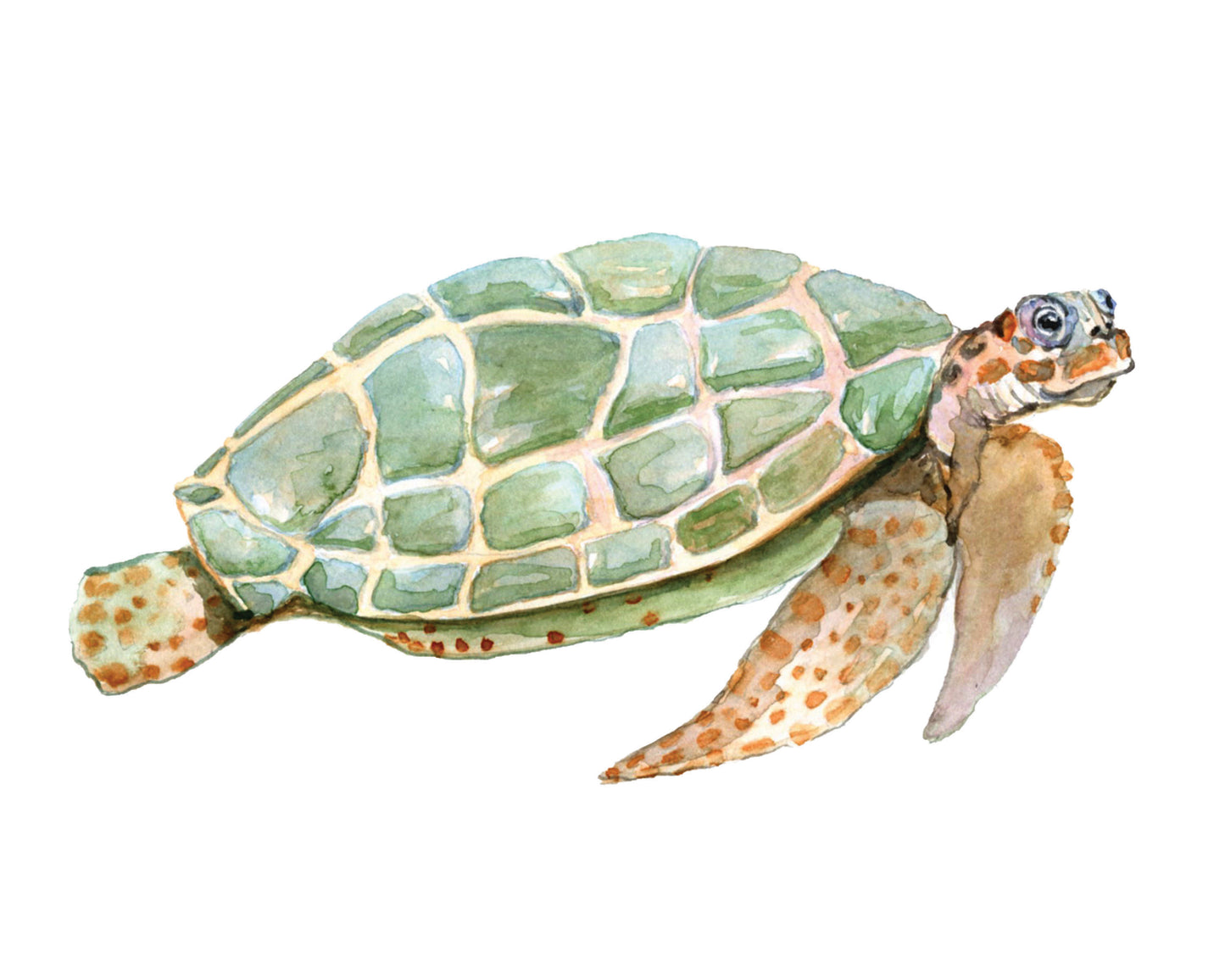 Green Turtle Watercolor Print Art - Flamingo Shores - Original Art for Home Decor and Gifts