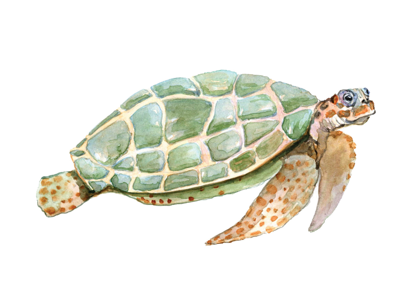 Green Turtle Watercolor Print on Wood Block - Flamingo Shores - Original Art for Home Decor and Gifts
