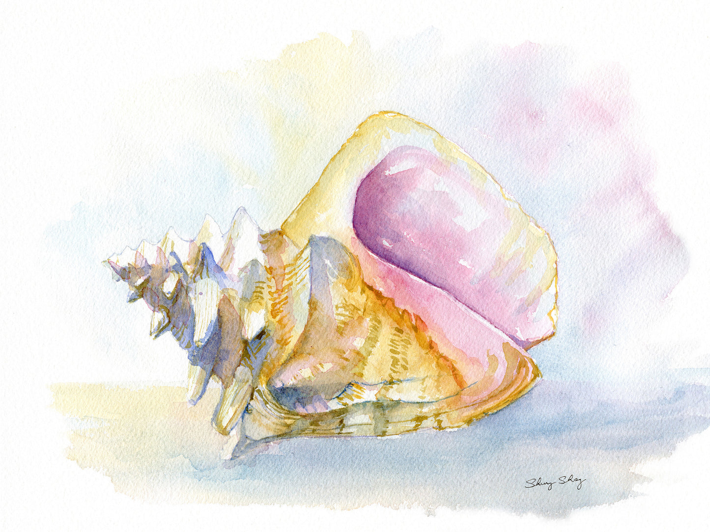 Conch Shell Print - Watercolor Painting