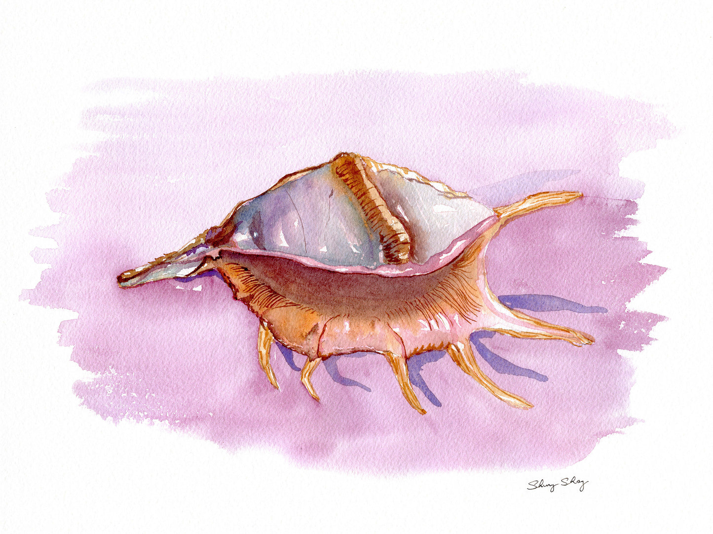 Conch Shell Watercolor Print - Spider Conch