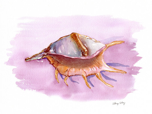 Conch Shell Watercolor Print - Spider Conch