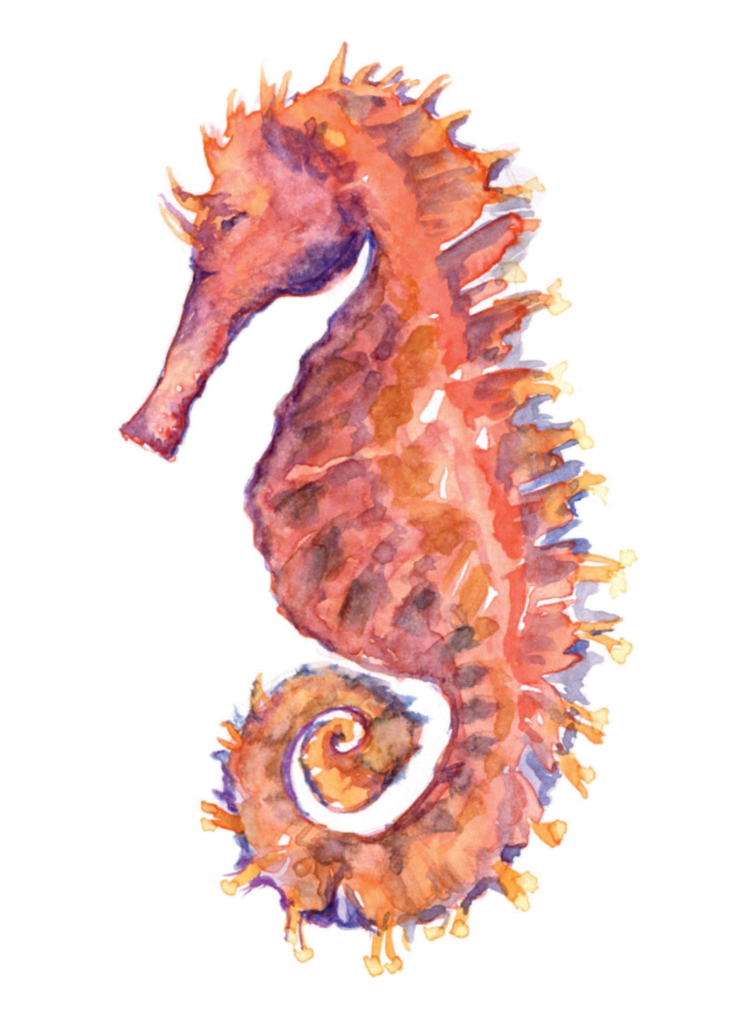 Coral Seahorse Watercolor Print Art - Flamingo Shores - Original Art for Home Decor and Gifts